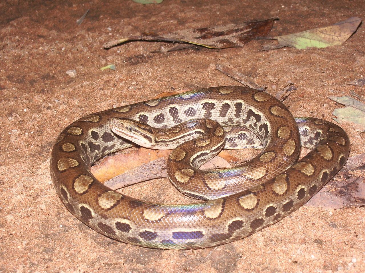 Cobra que mama em gente, anaconda no CE, salamanta mortal: o que é mito ou  realidade sobre serpentes - Ceará - Diário do Nordeste